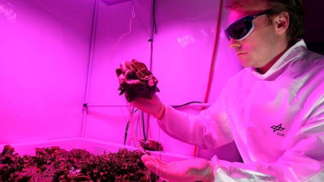 Engineer Daniel Schubert holds lettuce at the German Aerospace Center on July 21, 2014 in Bremen, Germany