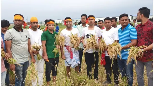 ধান কাটা