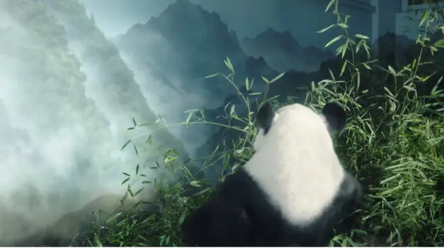 卧龙熊猫基地的大熊猫