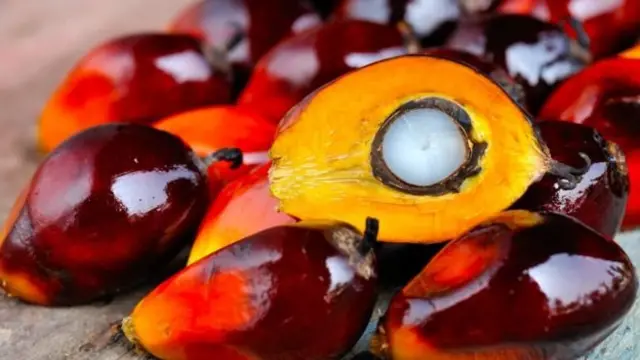 Bahan lipstick didapat dari bubur merah buah kelapa sawit, terutama dari minyak kelapa sawit Afrika, Elaeis guineensis.