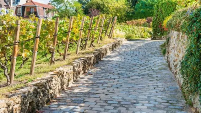Các vườn nho của Paris từ lâu vẫn là điều bí mật của riêng dân địa phương - chủ yếu là vì không có loại rượu nào họ sản xuất ra là để họ bán.