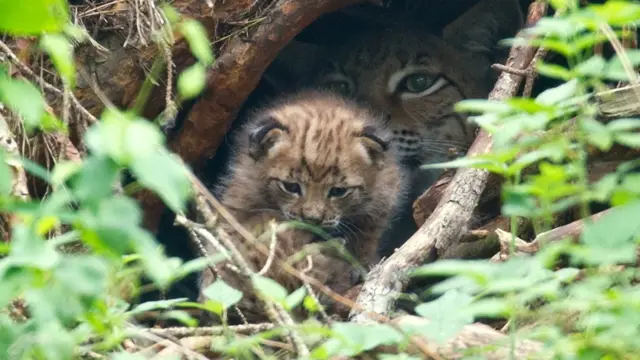 Рысь с детенышем