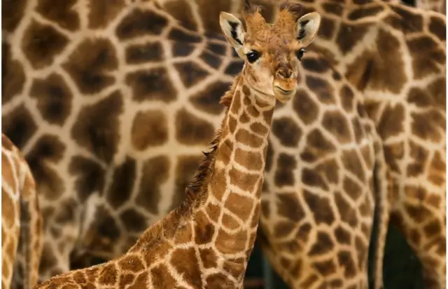 مجموعة زرافات