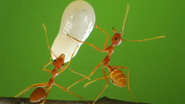 தையற்கார எறும்புகள்