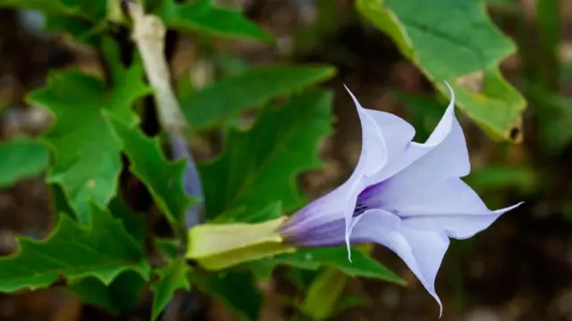 Una flor de estramonio