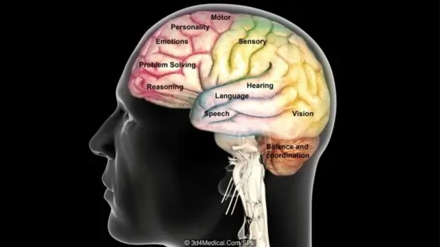 Suara diproses menggunakan bagian otak pendengar, sementara gerakan melibatkan korteks motorik.
