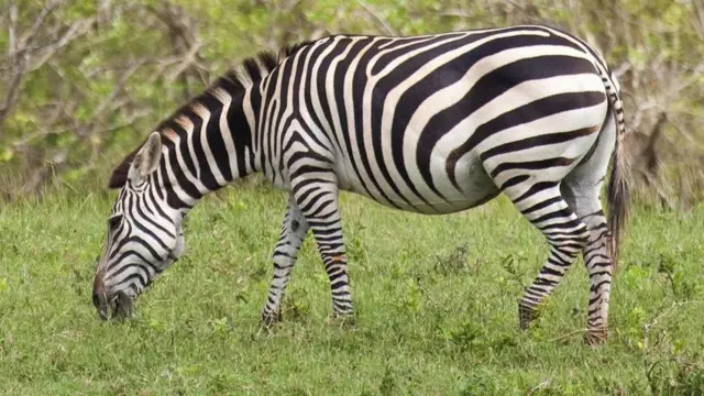 Zebra.