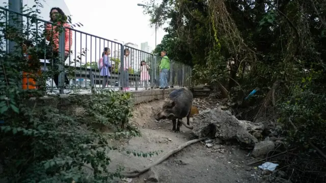 Les sangliers sauvages ont prospéré dans les villes grâce à l'abondance de nourriture et d'abris qu'ils peuvent y trouver