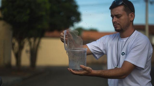 Биолог в Бразилии выпускает в окружающую среду комаров Oxitec, чтобы побороть вспышку вируса Зика
