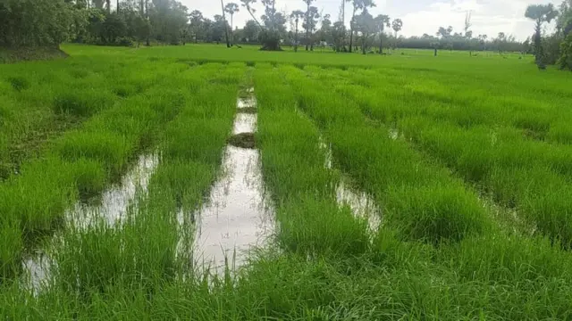 நெற்பயிர்