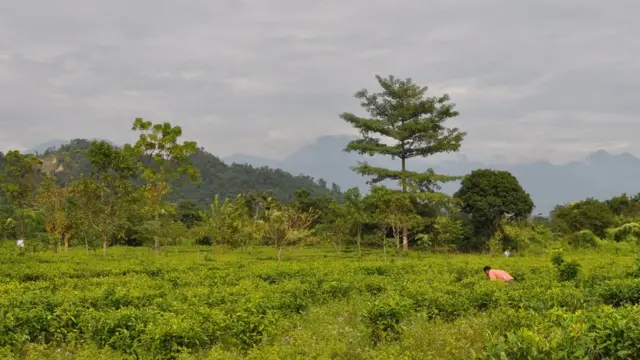 அஸ்ஸாமில் உள்ள டீ தோட்டம்