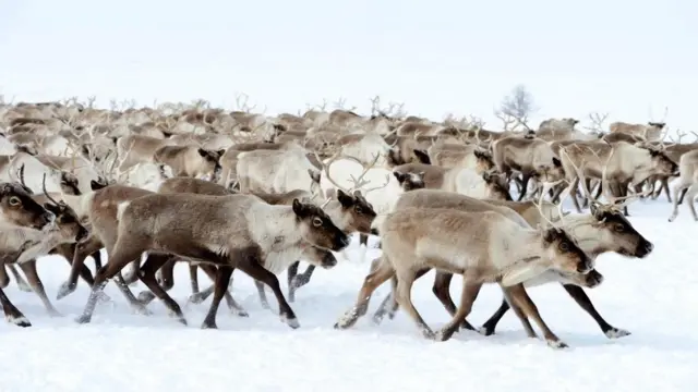 Göç eden ren geyikleri