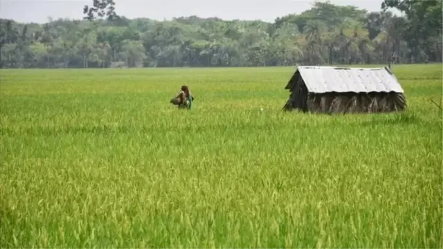 বাংলাদেশের প্রধান ফসল ধান