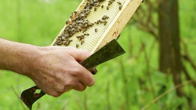Видео для пчеловодов от UleyShop