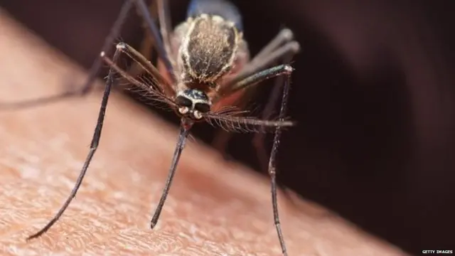 मलेरिया