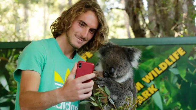 Koala