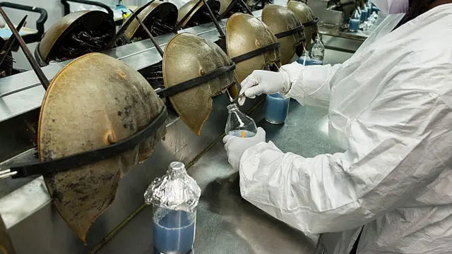 Cangrejos herradura en laboratorio