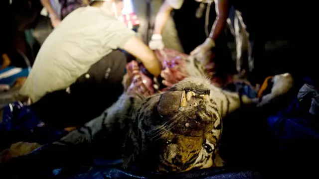 Petugas melakukan otopsi terhadap harimau Sumatra yang tewas akibat jerat.