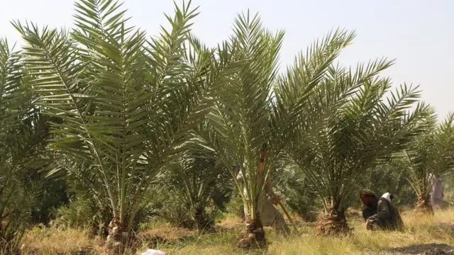 په دې بڼ کې شپږ ډوله خرما کرل شوي.