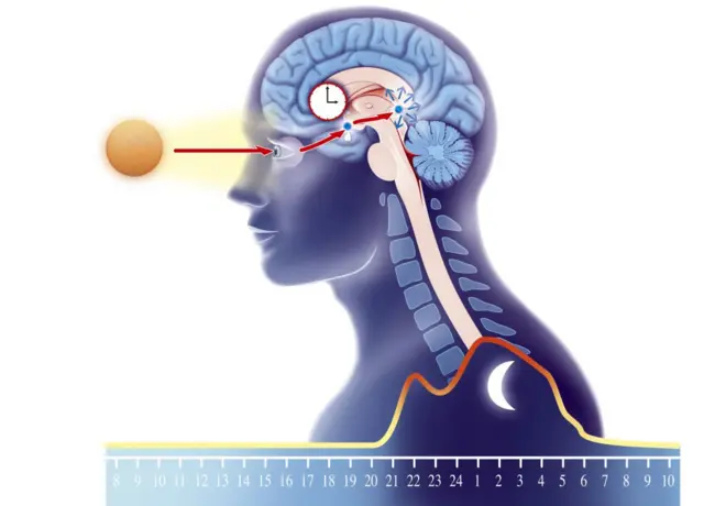 Um gráfico que mostra como a luz solar modula a produçãocomo fazer multipla na galera betmelatonina na glândula pineal