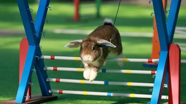 اگر خواستید خرگوش‌تان را وارد مسابقه پرش بکنید قبلش با یک دامپزشک مشورت کنید