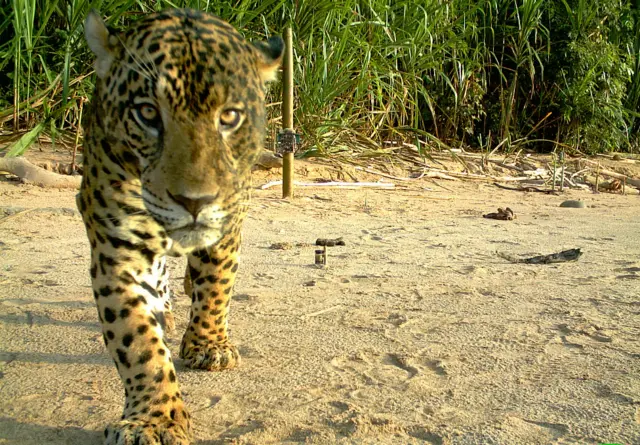 Uma onça pintada caminha na reserva ambiental