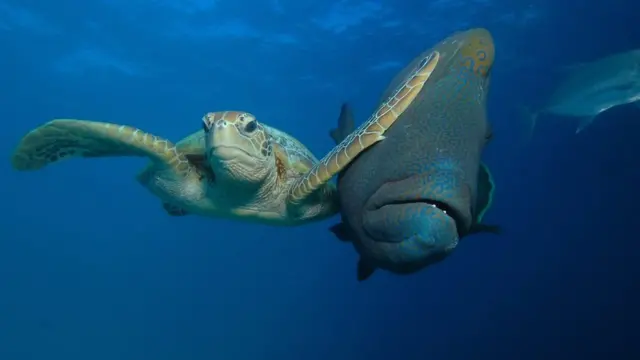 A sea turtle slapping a fish. Photo: Troy Mayne