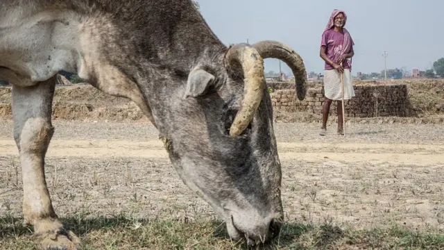 గడ్డి మేస్తున్న ఆవు