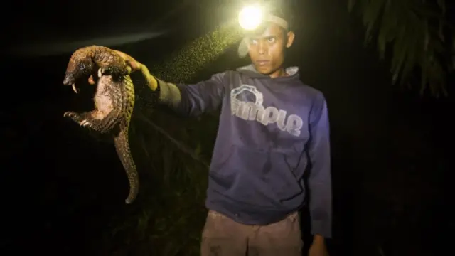 นักล่าสัตว์ผิดกฎหมายถือตัวนิ่ม