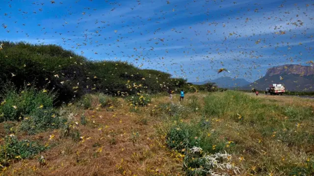 Igwurube na-atakasị ihe a kụrụ n'ubi