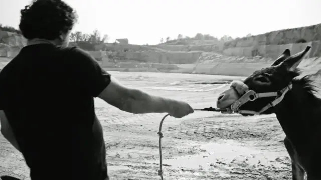 Упрямство ослов вошло в пословицу