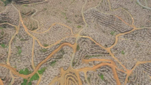 పామాయిల్ సాగు