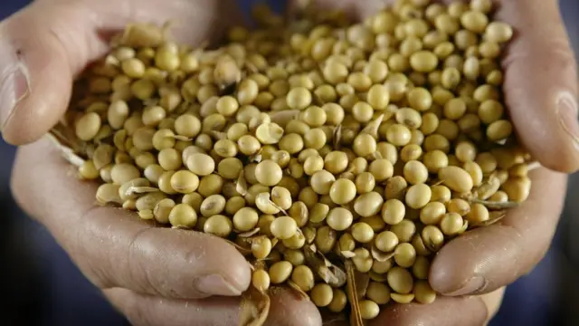 شرکت مجتمع کشت و صنعت و روغن نبانی ماهیدشت کرمانشاه بیش از ۱۴۹ میلیون یورو ارز دولتی برای واردات دانه سوا دریافت کرده است