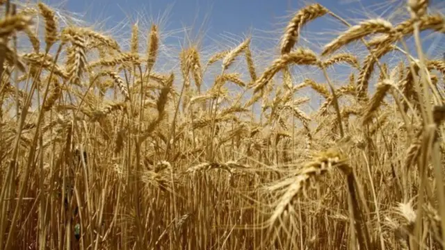 تولید گندم