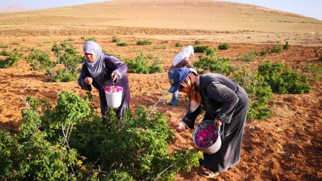 الوردة الدمشقية