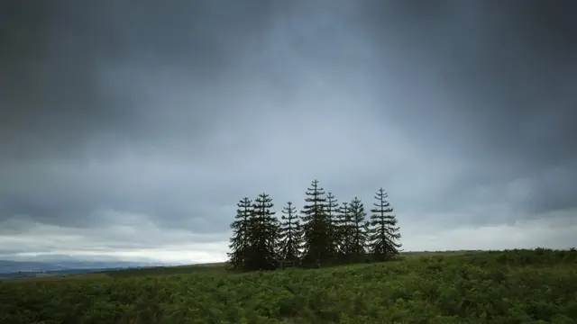 Роща посередине поля