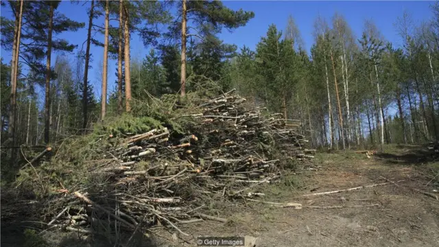 新種植的樹木需要數年的時間才能吸收燃燒木材釋放出的等量的碳。