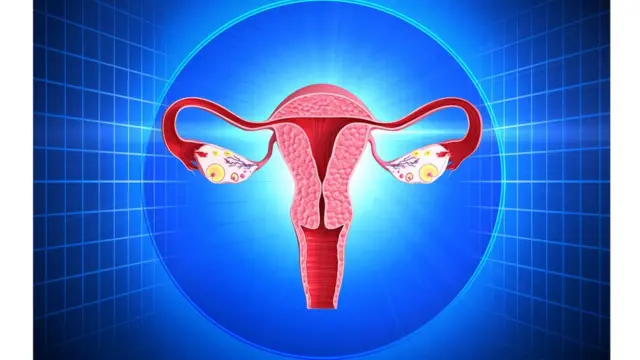 الجهاز التناسلي للمرأة