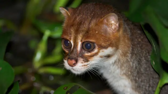 Дикая кошка или домашняя?