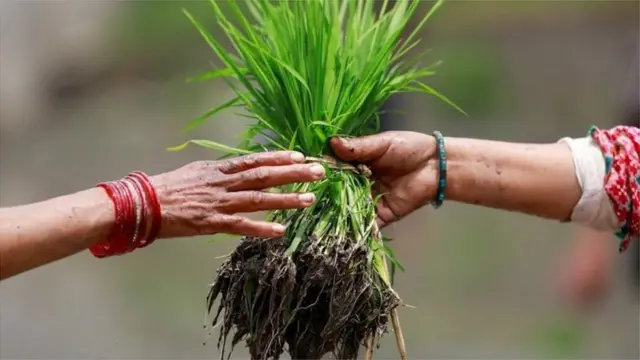 तांदूळ, भात