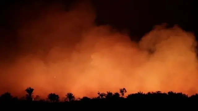 වන විනාශ