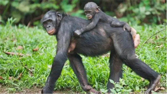 గిబ్బన్లు