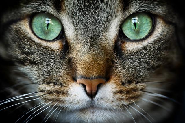 Close up of a tabby's face with deep emerald green eyes
