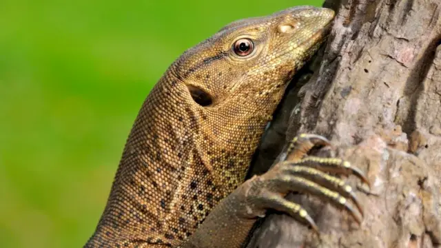 चांदोलीत घोरपडीवर बलात्कार?