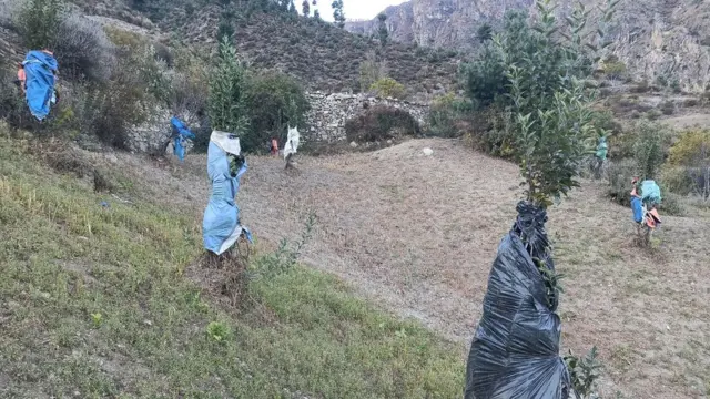 स्याउ