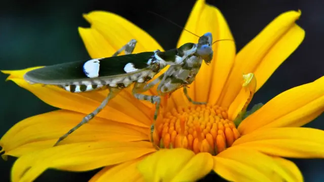 ரமேஷ், கோயம்புத்தூர்