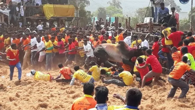 ஜல்லிக்கட்டு