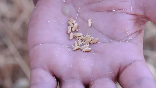 ਡੇਢ ਤੋਂ ਦੋ ਕਵਿੰਟਲ ਪ੍ਰਤੀ ਏਕੜ ਕਣਕ ਦਾ ਝਾੜ ਘੱਟ ਹੋਇਆ ਹੈ।