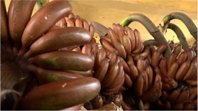 అరటి జాతులలో ఒక రకం