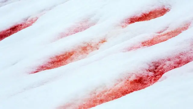 Dans certains endroits, les algues peuvent donner une légère couleur rose à la neige, tandis que dans d'autres, elle peut être rouge sang